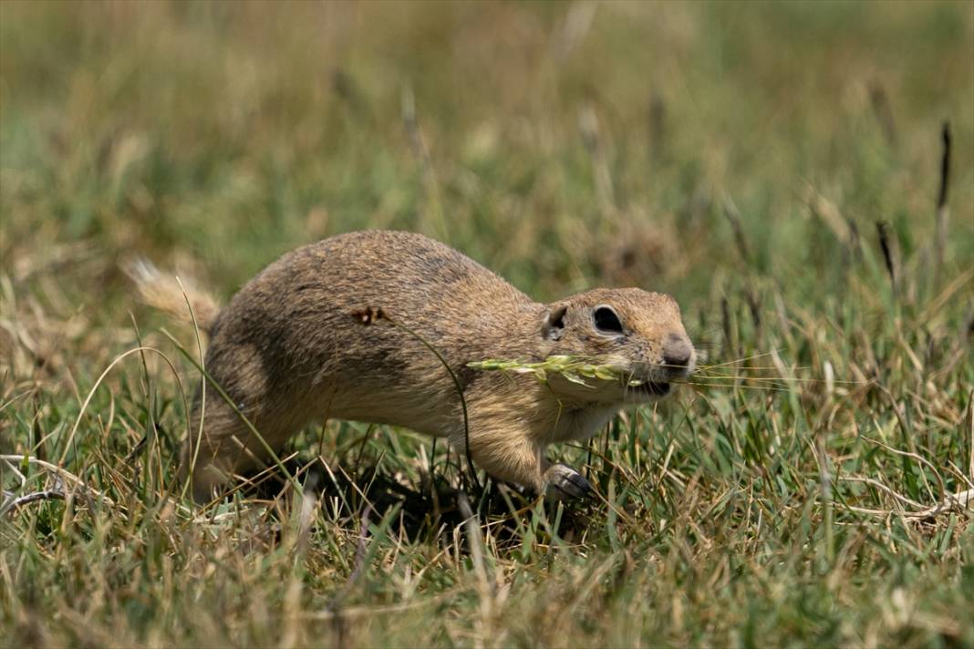 Toprağın verimliliğine katkı sağlayan gelengiler ortaya çıktı 6